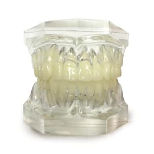 Clear Articulated Typodont