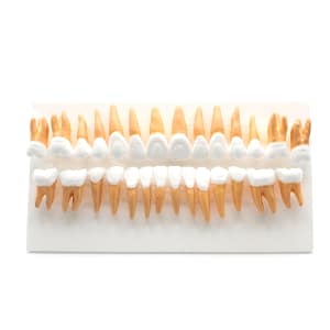 Teeth Models